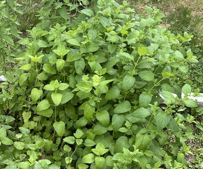 Lemon Balm Elixir