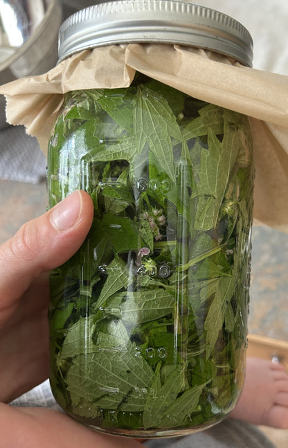 Motherwort Tincture