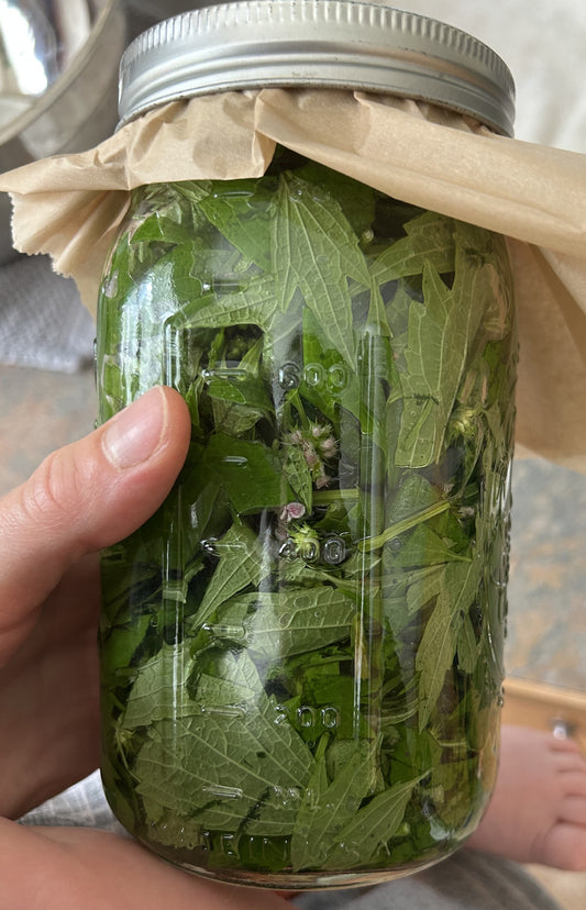 Motherwort Tincture